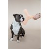 Kentucky Dog Toy Pastel Boomerang