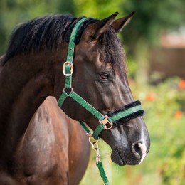 HB Showtime Pioneer Halter Set