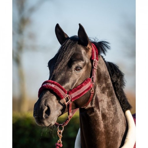 HB Teddy Halter Showtime