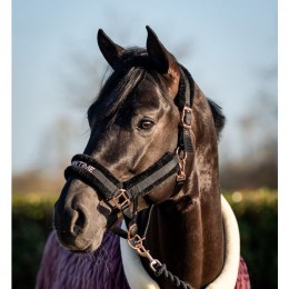 HB Teddy Halter Showtime