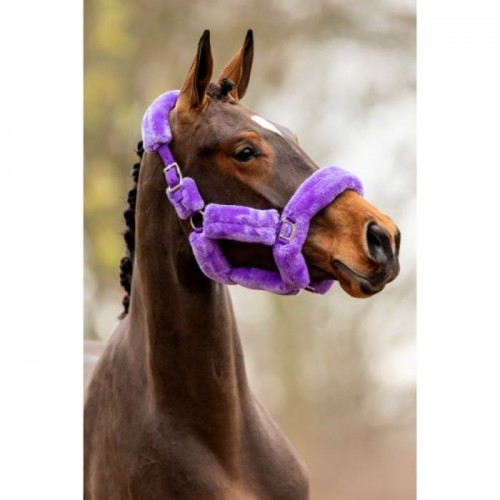 HB showtime Allround Teddy halter