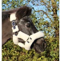 HB Showtime Harry and Hector Fluffy Halter Little sizes