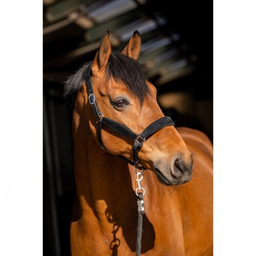 HB Showtime Halter Wisconsin