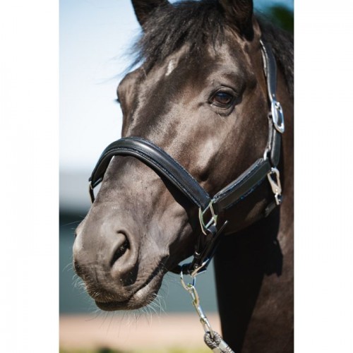 HB Showtime Halter Glitty