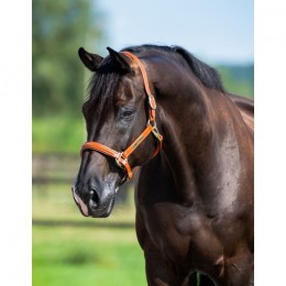HB Showtime Lederen Halster Horse Name