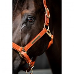 HB Showtime Lederen Halster Horse Name