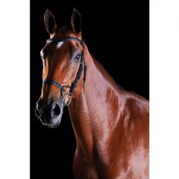 Collegiate ComFiTec Training Bridle