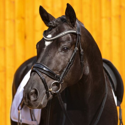 Passier Starlight bridle