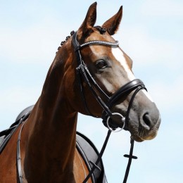 Passier Atlas bridle with large noseband