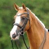 Passierblu Double Bridle Dream