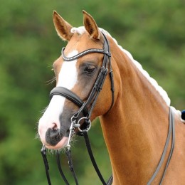 Passierblu Double Bridle Dream