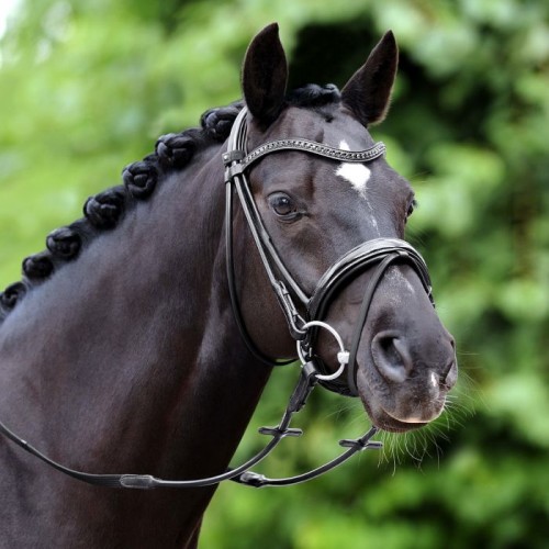 Passier Neptune Bridle