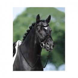 Passier Apollo Bridle