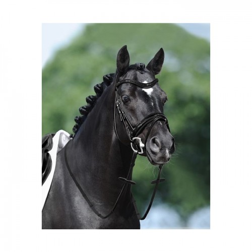 Passier Apollo Bridle