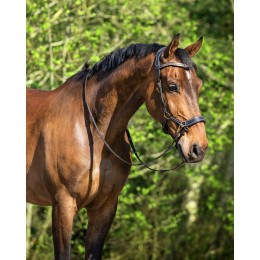 QHP Bitless Bridle Anatomical
