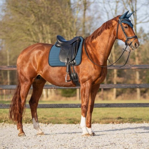QHP Bridle  Salerno