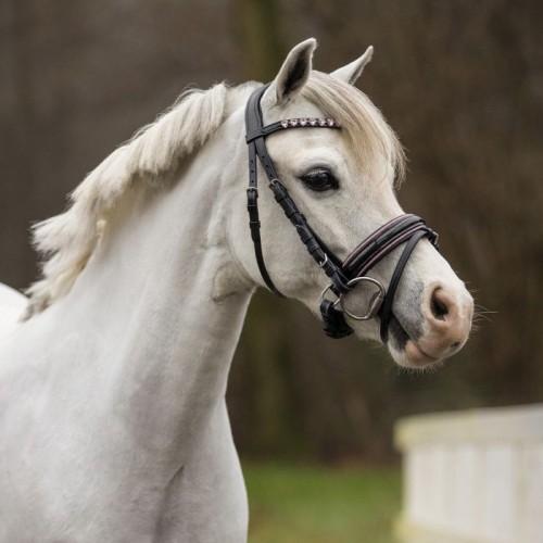 QHP Bridle Bixie