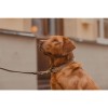 Kentucky Plaited Nylon dog lead 2m