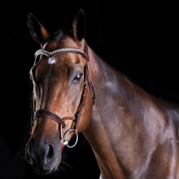 Collegiate ComFiTec Patent Bridle