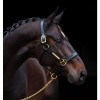 Amigo padded Leather Halter