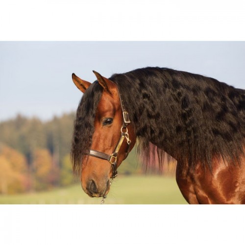 Amigo padded Leather Halter