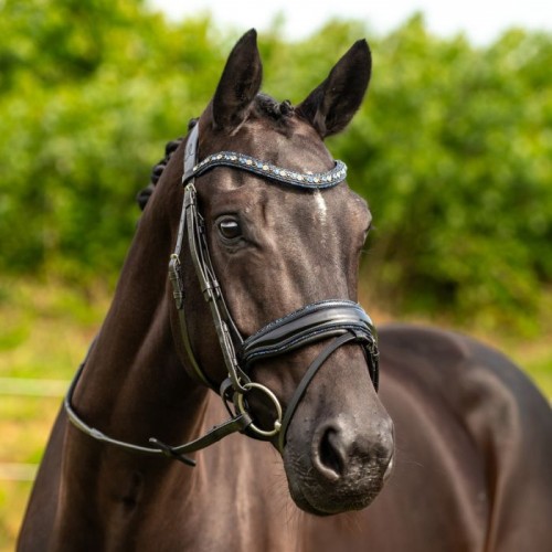 HB Showtime Bridle Las Vegas