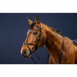 Dyon Bridle X-Fit D Collection