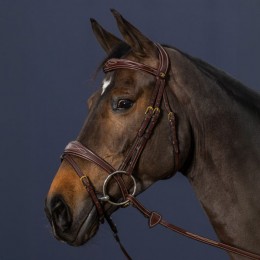 Dyon Anatomic Flash Noseband Bridle D Collection