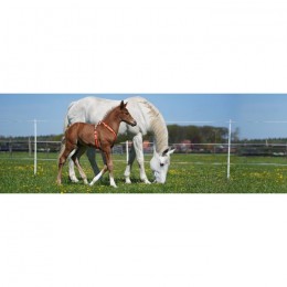 Sprenger Foal Harnas