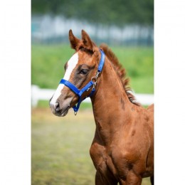 HB EQU-ALL Foal Halter
