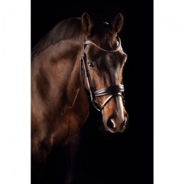 Mrs. Ros Bridle Deluxe Knight Rider Power