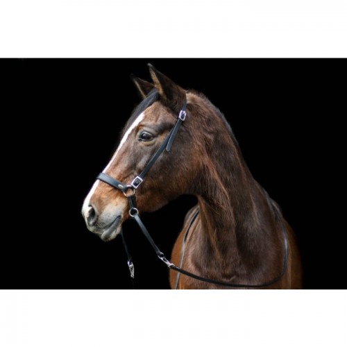 F.R.A. Bitless Bridle Janosch