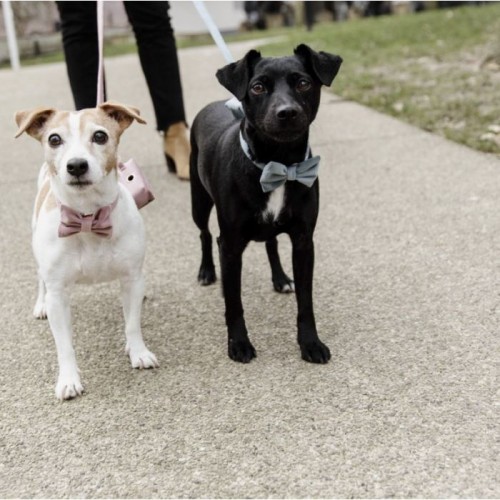 Kentucky Bow Tie Velvet
