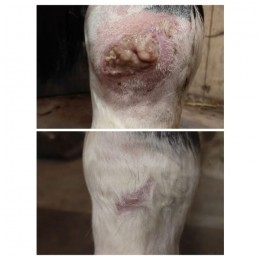 L-Mesitran Soft wound gel