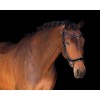 PresTeq Browband FaySport StarGlow