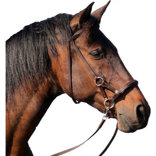 F.R.A. Bitless Sidepull bridle Pardoes