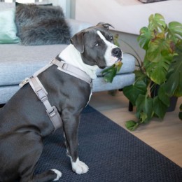 Kentucky Horse BIB Waterproof