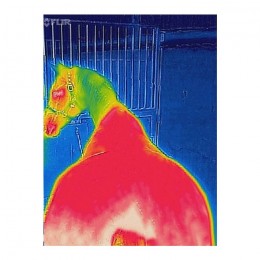 Bucas Therapy Light Mesh Cooler