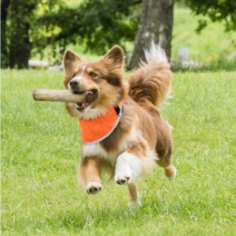 Back on Track Draco High Visibility Bandana