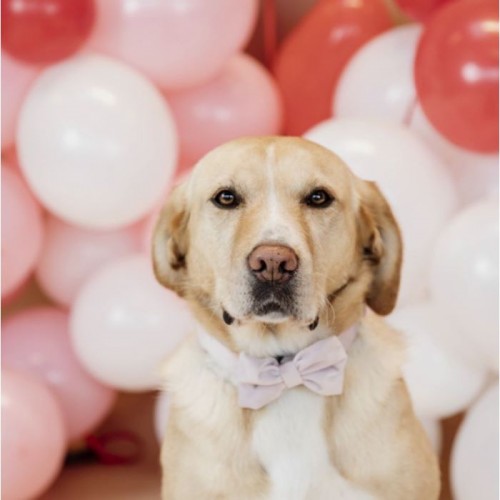 Kentucky Bow Tie Velvet
