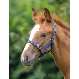 Shires nylon foal halter