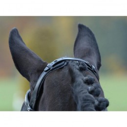 Busse Bridle Emotion