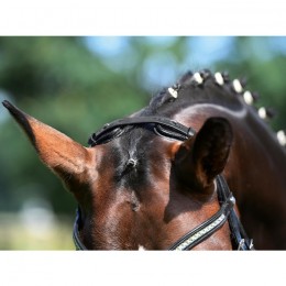 Busse bridle Modena