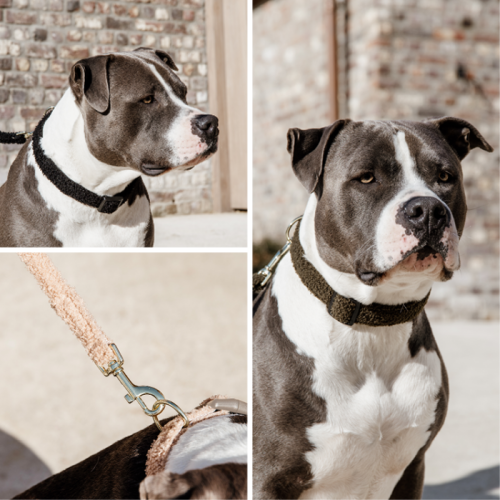 Kentucky Dog Collar Teddy Fleece