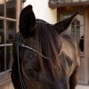 Dyon ComfoHead Bridle