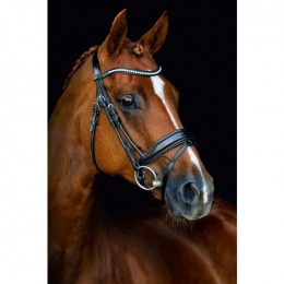 Schockemöhle Bridle malibu