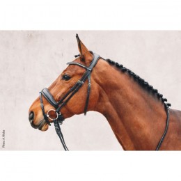 Schockemöhle Bridle Stanford