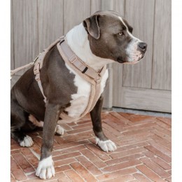 Kentucky Dog Harness Active Teddy Fleece