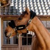 Недоуздок из нейлоновой овчины Kentucky мягкий