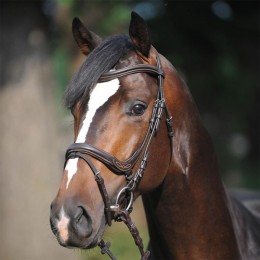 Kavalkade Bridle Ivy